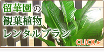 留華園の観葉植物レンタルプラン