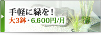 手軽に緑を！大3鉢・6,600円/月