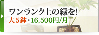 ワンランク上の緑を!大５鉢・15,000円/月