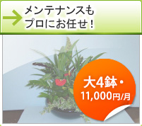 メンテナンスもプロにお任せ！大４鉢・10,000円/月