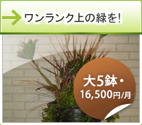 ワンランク上の緑を!大５鉢・15,000円/月