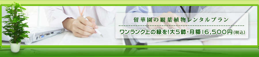 ワンランク上の緑を！大5鉢・月額16,500円（税込）